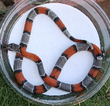 West Langtry male