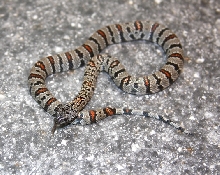 F1 West Alpine female