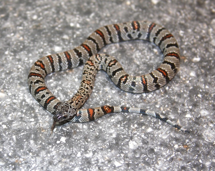 F1 West Alpine female