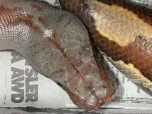 blood python
