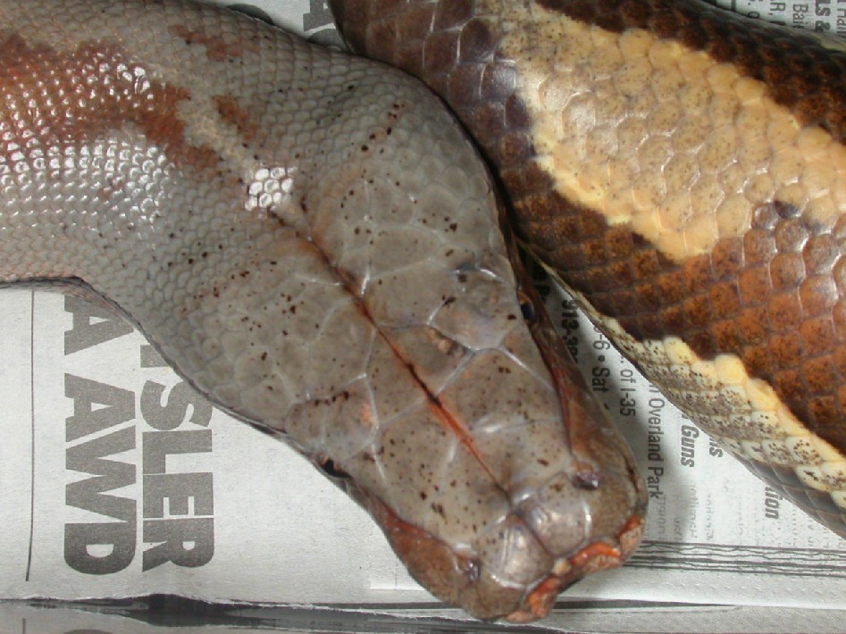 blood python