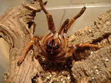 C. crawsheyi