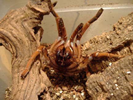 C. crawsheyi