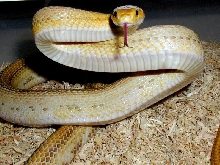 White-Sided Yellow Rat Snake