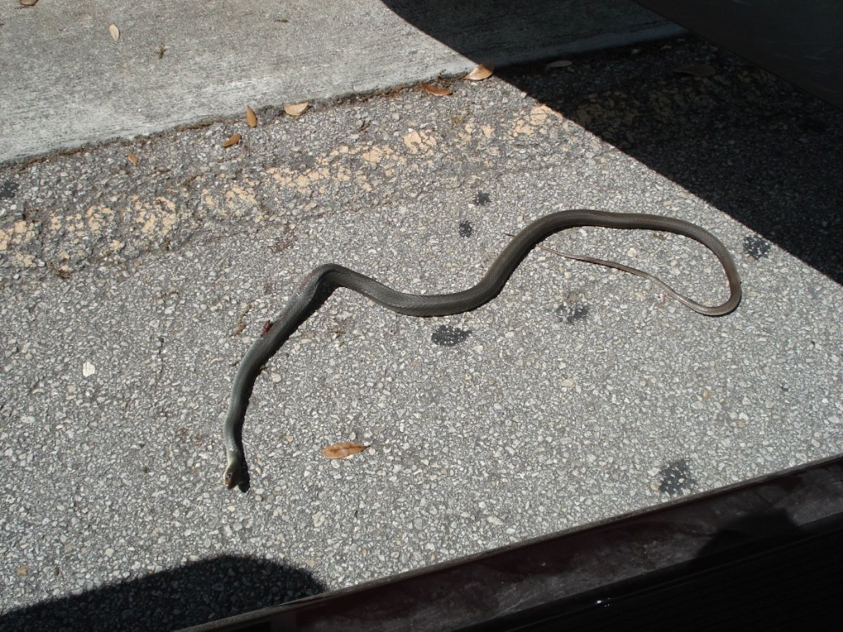 whipsnake1
