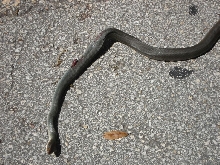 whipsnake2