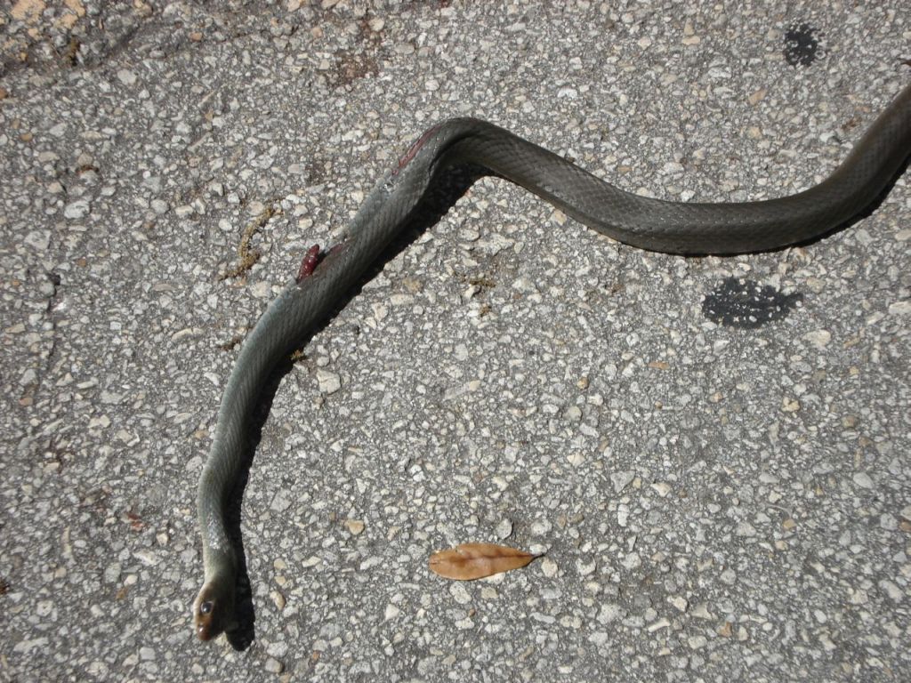 whipsnake2