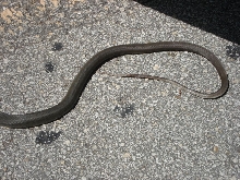 whipsnake3