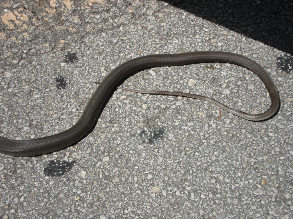 whipsnake3