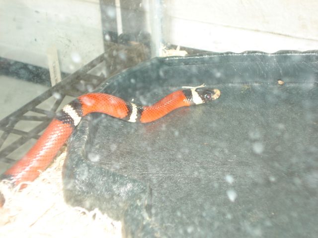 charles