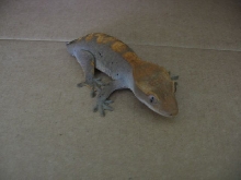 crimson as a juvie