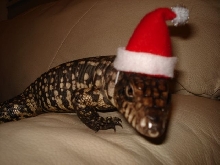 xmas