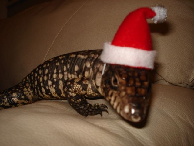 xmas