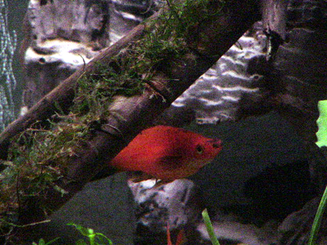 Female Wag Swordtail