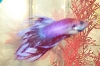 This is Martin
