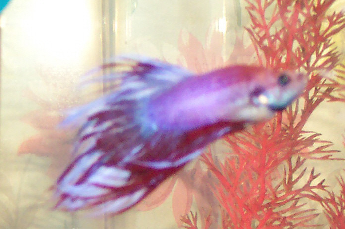 This is Martin