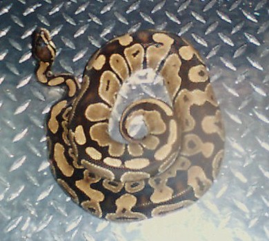 female