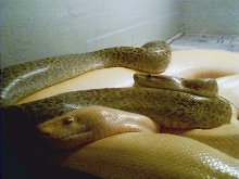 granite male (het.albino) x albino patternless female