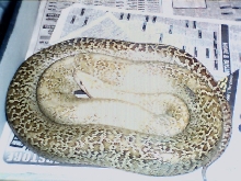 granite male, het. albino