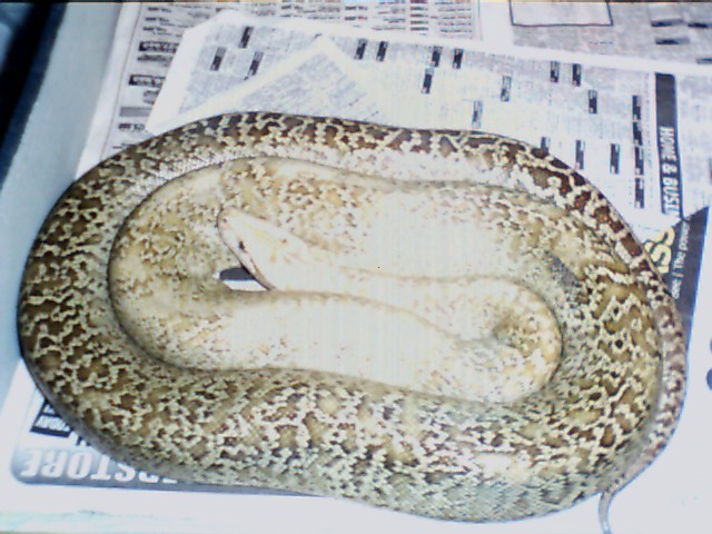 granite male, het. albino