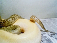 granite male (het.albino) x albino patternless female