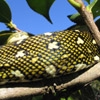 Dorsal spilota