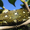 Dorsal spilota
