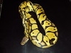 pastel het ghost.