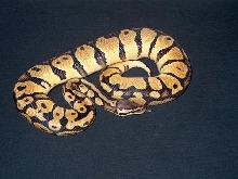 Pastel het ghost