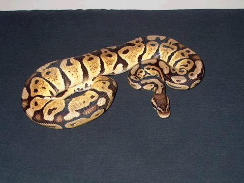 Female pastel.