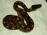 Yellow belly.
