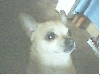My Sweet Pookie