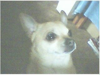 My Sweet Pookie