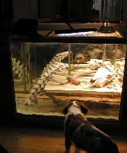 Sam and Ella's cage