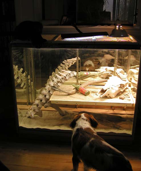 Sam and Ella's cage