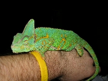 when she was showing gravid behavior in feb