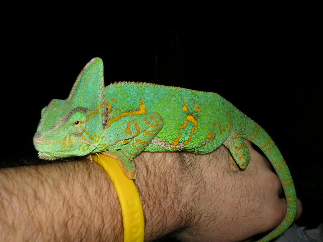 when she was showing gravid behavior in feb
