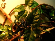 my unreceptive female