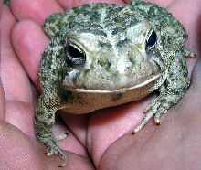american toad