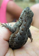 eastern fence lizard