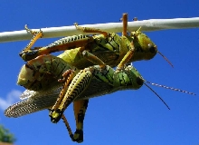 grasshoppers mating