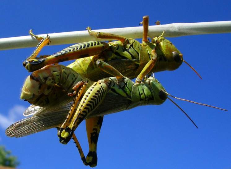 grasshoppers mating