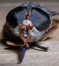 horse fly