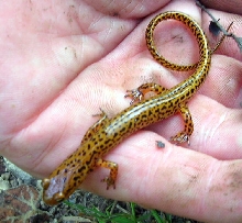 long tailed salamander