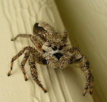 jumping spider on siding