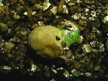 hatchling