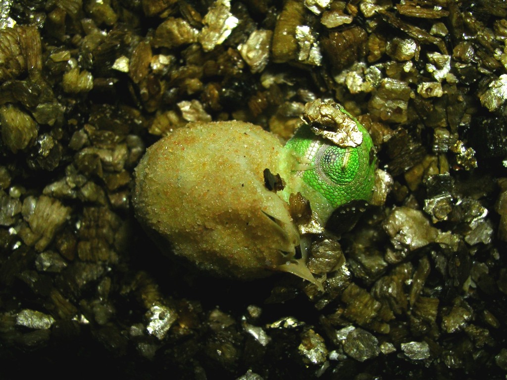 hatchling