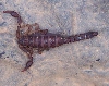 backyard scorpion