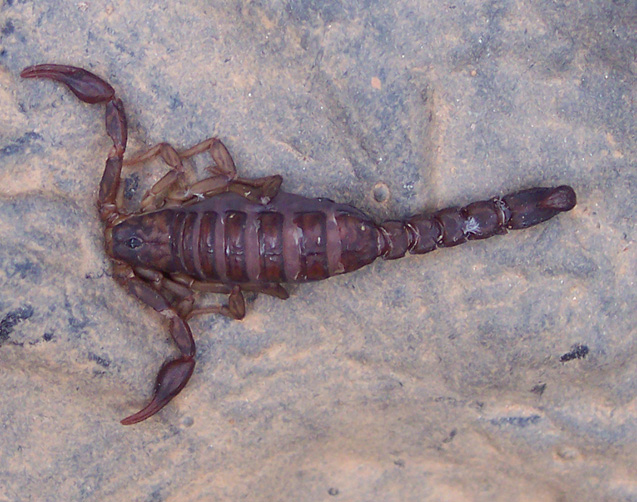 backyard scorpion