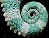 coiled